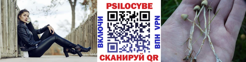 дарнет шоп  Северская  kraken как зайти  Псилоцибиновые грибы Psilocybine cubensis 